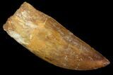 Serrated, Carcharodontosaurus Tooth - Robust Tooth #100102-1